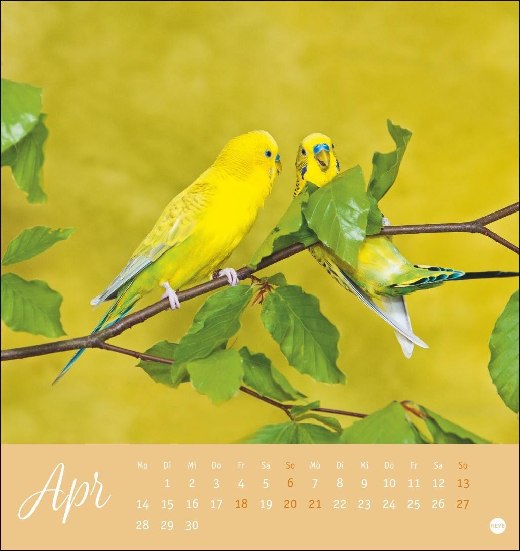 Bild: 9783756407095 | Freche Wellensittiche Postkartenkalender 2025 | Kalender | 13 S.