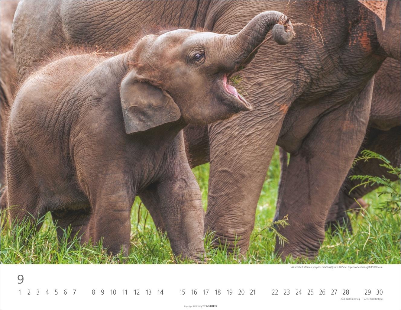 Bild: 9783839901533 | Elefantenbabys Kalender 2025 | Kalender | Tierkalender Weingarten