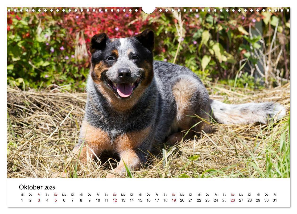 Bild: 9783435704736 | Faszinierende Australian Cattle Dogs (Wandkalender 2025 DIN A3...