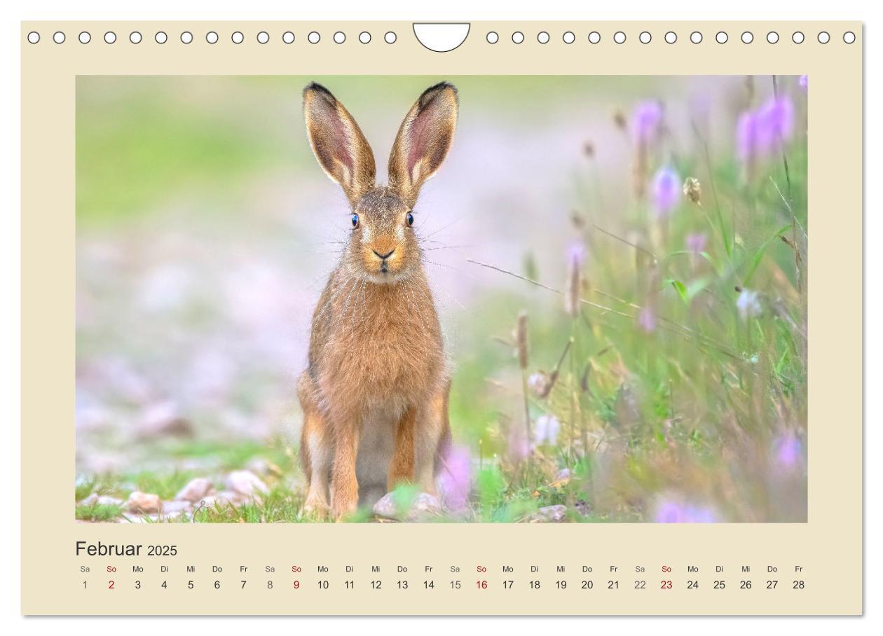 Bild: 9783435011278 | Tiere im Wald. Bezaubernde Begegnungen (Wandkalender 2025 DIN A4...