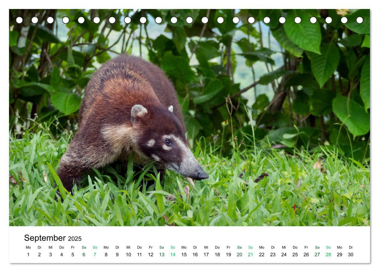 Bild: 9783383977138 | Costa Rica - Tropische Tierwelt (Tischkalender 2025 DIN A5 quer),...