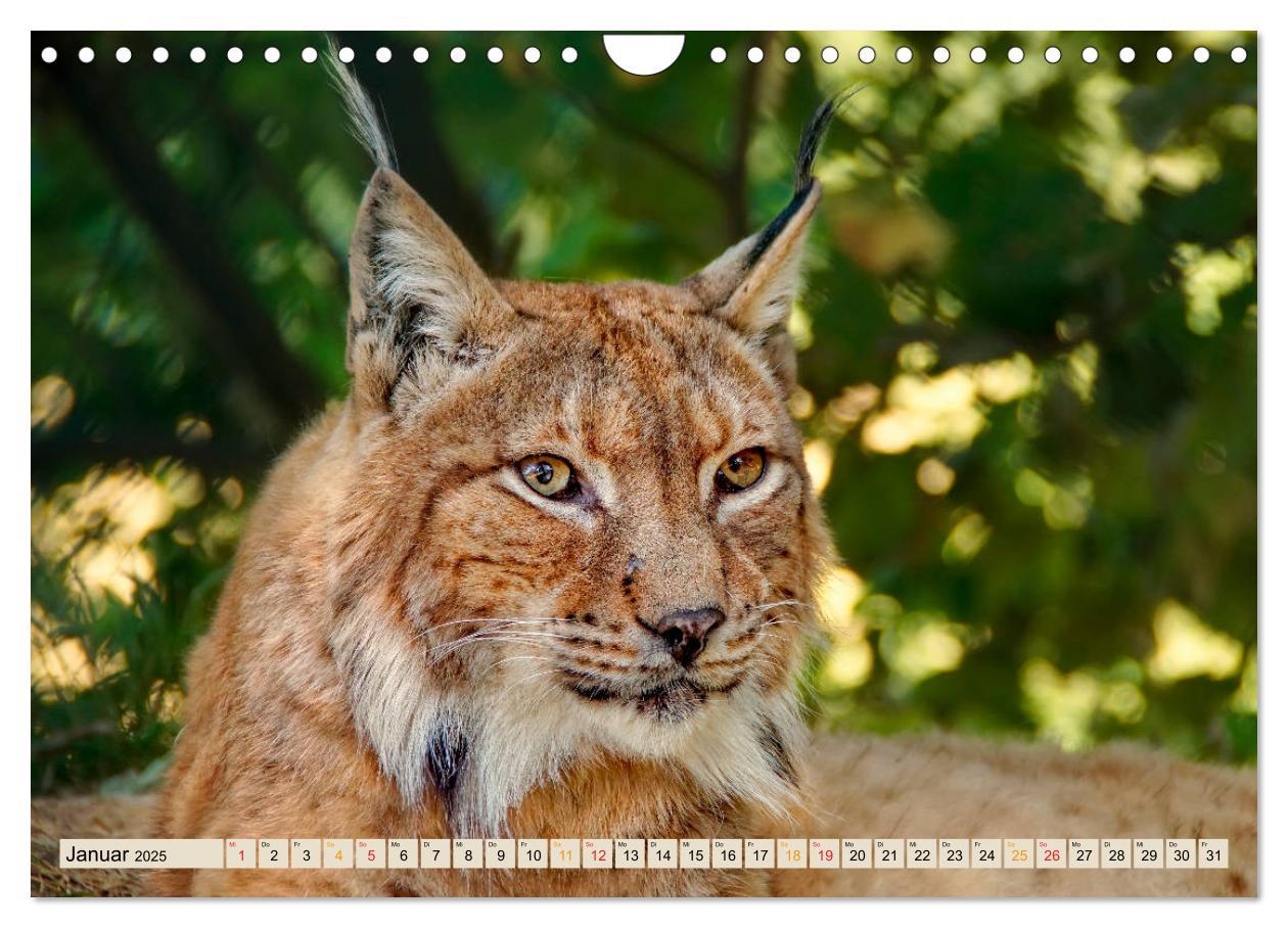 Bild: 9783435118601 | Raubkatze Luchs (Wandkalender 2025 DIN A4 quer), CALVENDO...