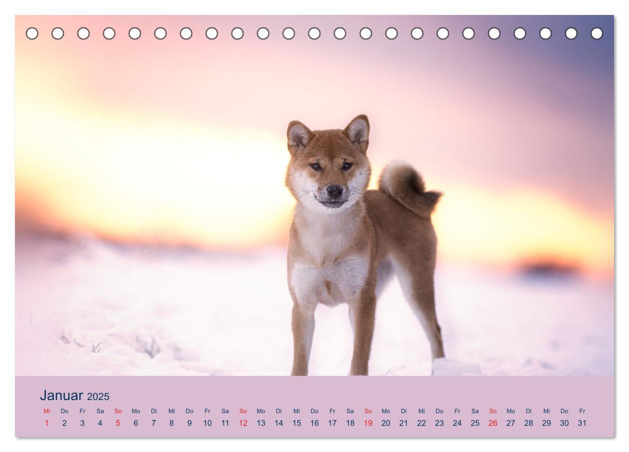 Bild: 9783457234181 | Shiba Inu - mutig, treu, selbstbewusst (Tischkalender 2025 DIN A5...