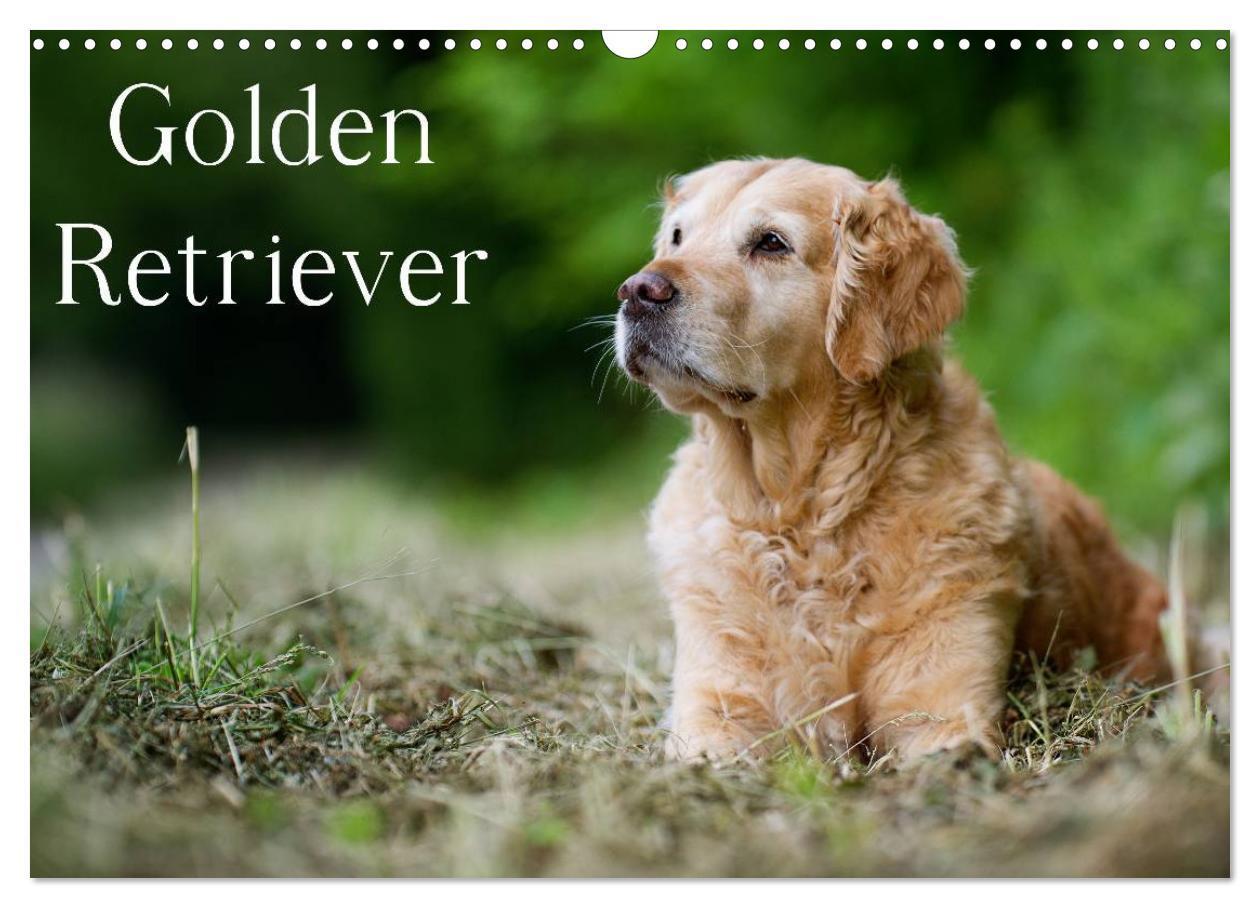 Cover: 9783435743827 | Golden Retriever (Wandkalender 2025 DIN A3 quer), CALVENDO...