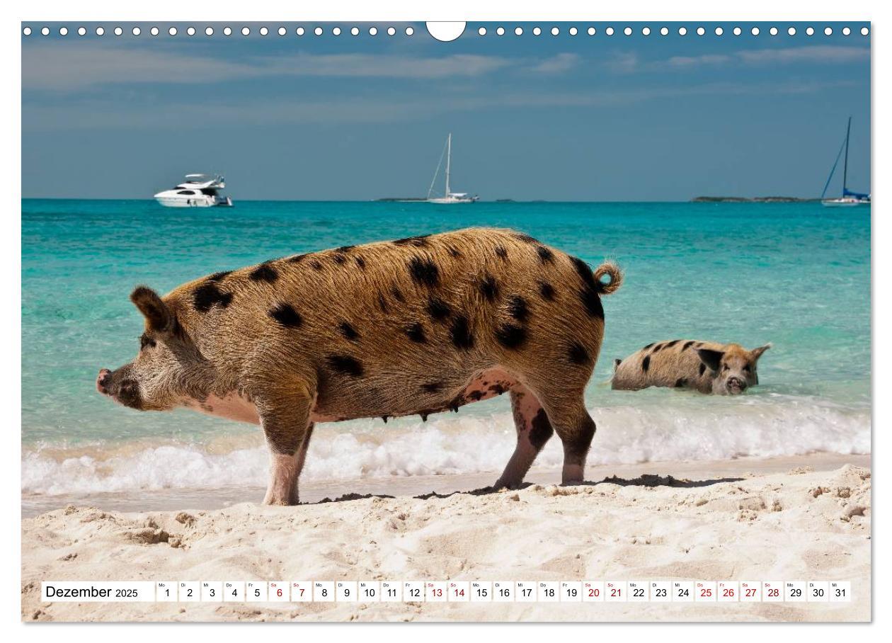 Bild: 9783435421169 | Schweine im Dauerurlaub auf den Bahamas! (Wandkalender 2025 DIN A3...