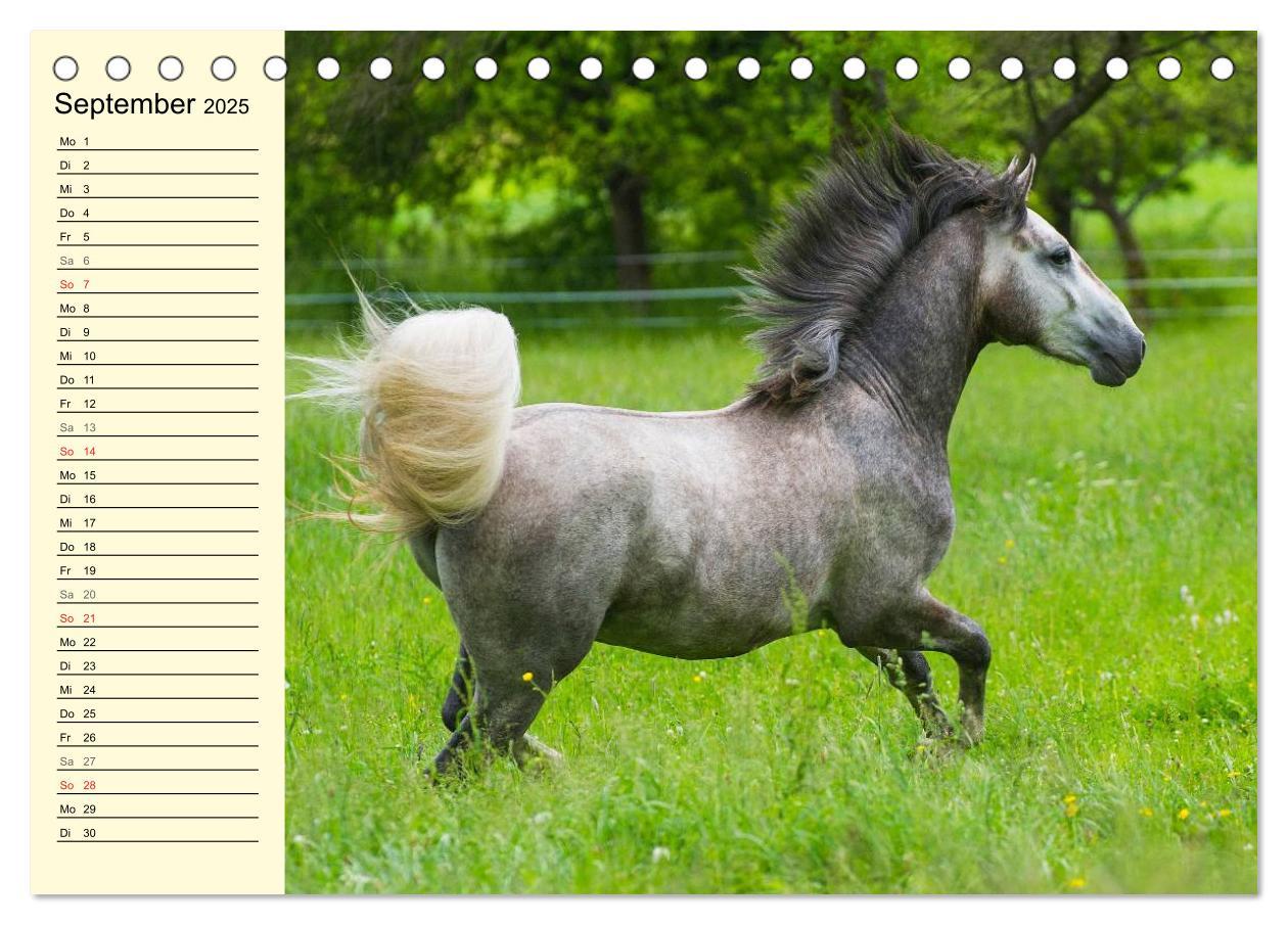 Bild: 9783435543991 | Traumpferd Lipizzaner (Tischkalender 2025 DIN A5 quer), CALVENDO...