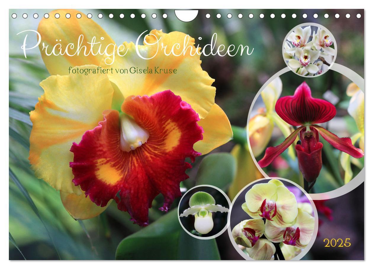 Cover: 9783383778551 | Prächtige Orchideen (Wandkalender 2025 DIN A4 quer), CALVENDO...