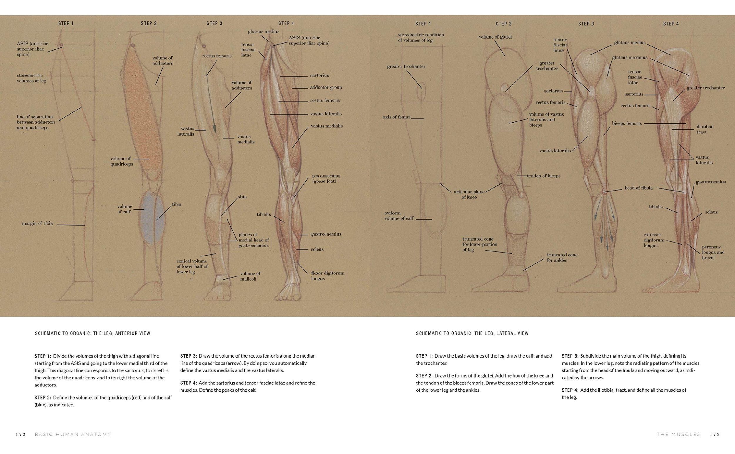 Bild: 9781580934381 | Basic Human Anatomy | An Essential Visual Guide for Artists | Osti