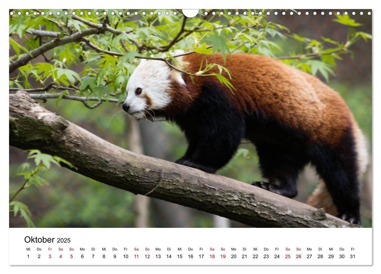 Bild: 9783435330140 | Rote Pandas - geschickte Kletterer (Wandkalender 2025 DIN A3 quer),...