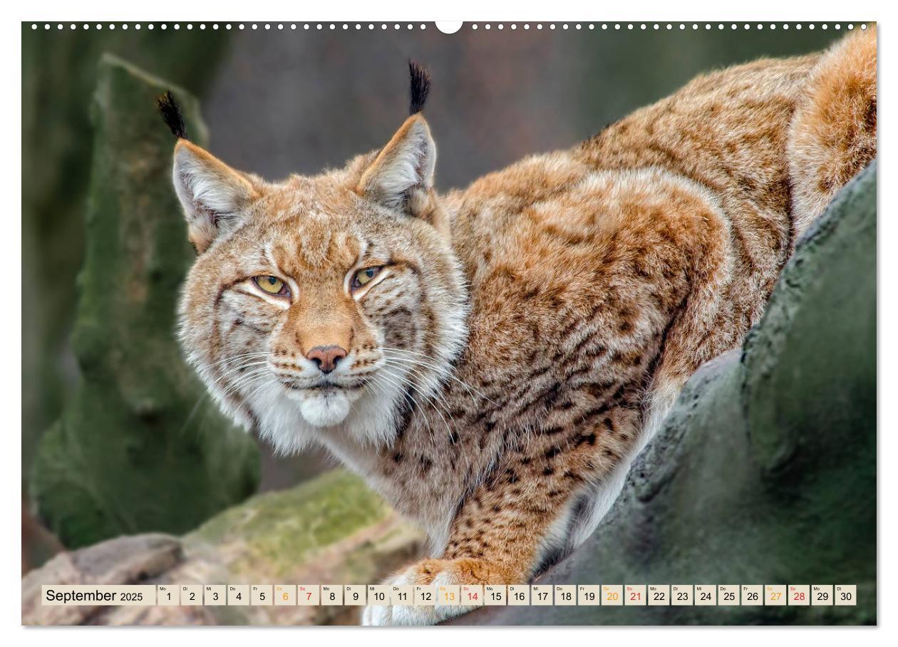 Bild: 9783435118144 | Raubkatze Luchs (Wandkalender 2025 DIN A2 quer), CALVENDO...