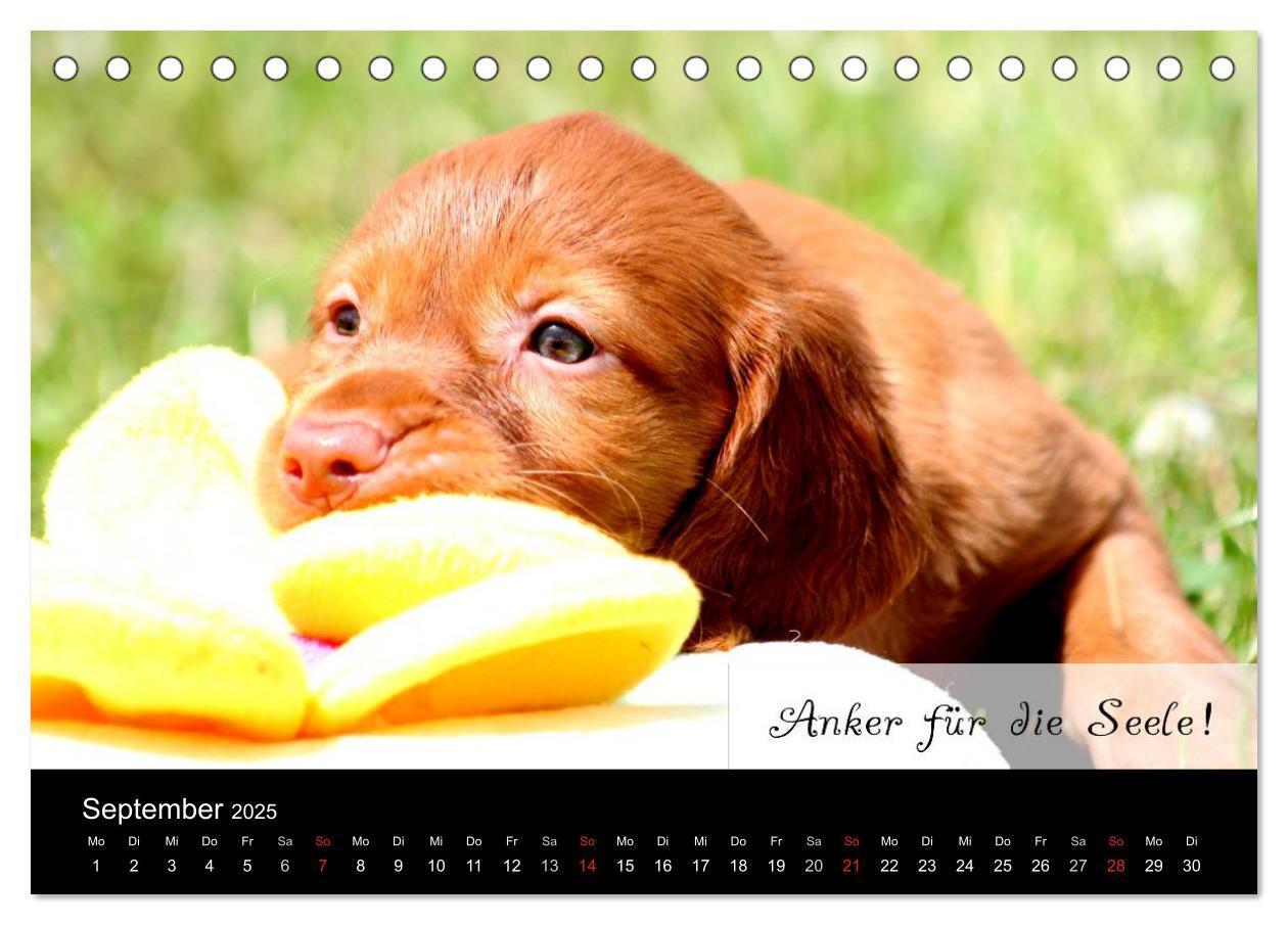 Bild: 9783435518708 | Magyar Vizsla - Zauberhafte Kobolde (Tischkalender 2025 DIN A5...