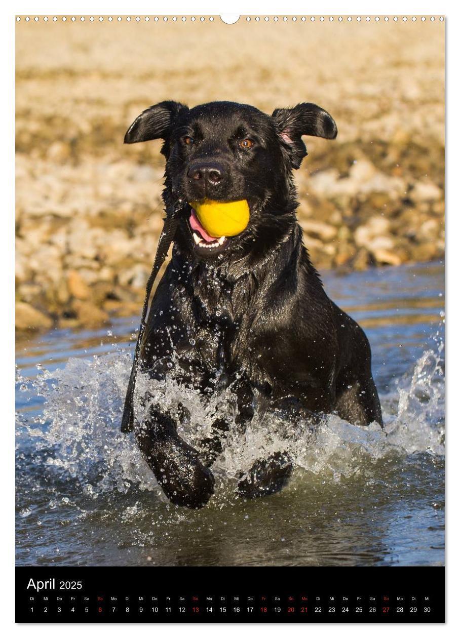 Bild: 9783457048573 | Faszination Labrador Retriever (Wandkalender 2025 DIN A2 hoch),...