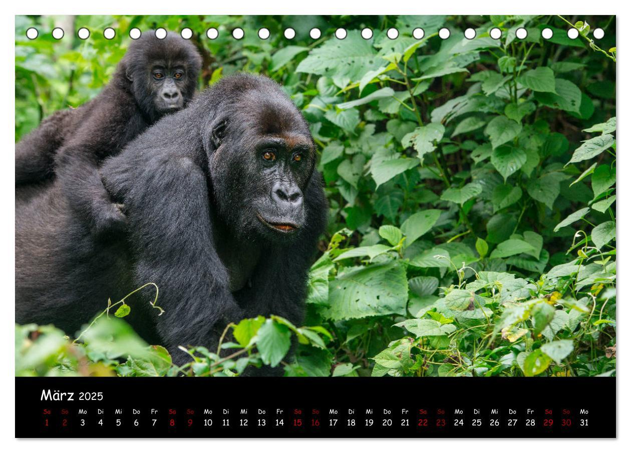 Bild: 9783435118700 | Berggorillas: die bedrohten Riesen (Tischkalender 2025 DIN A5...