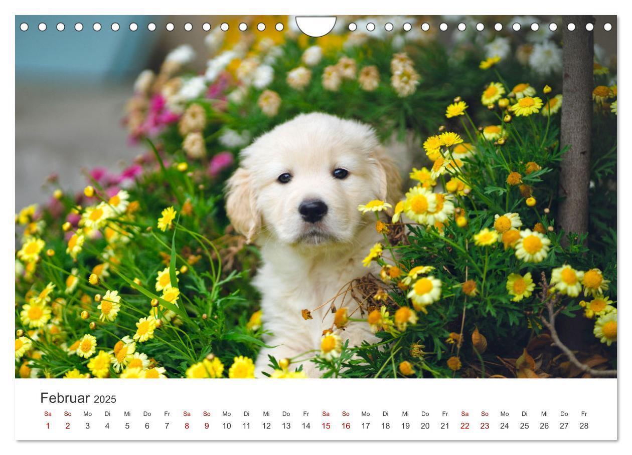 Bild: 9783383942235 | Golden Retriever - Die treuen Begleiter. (Wandkalender 2025 DIN A4...