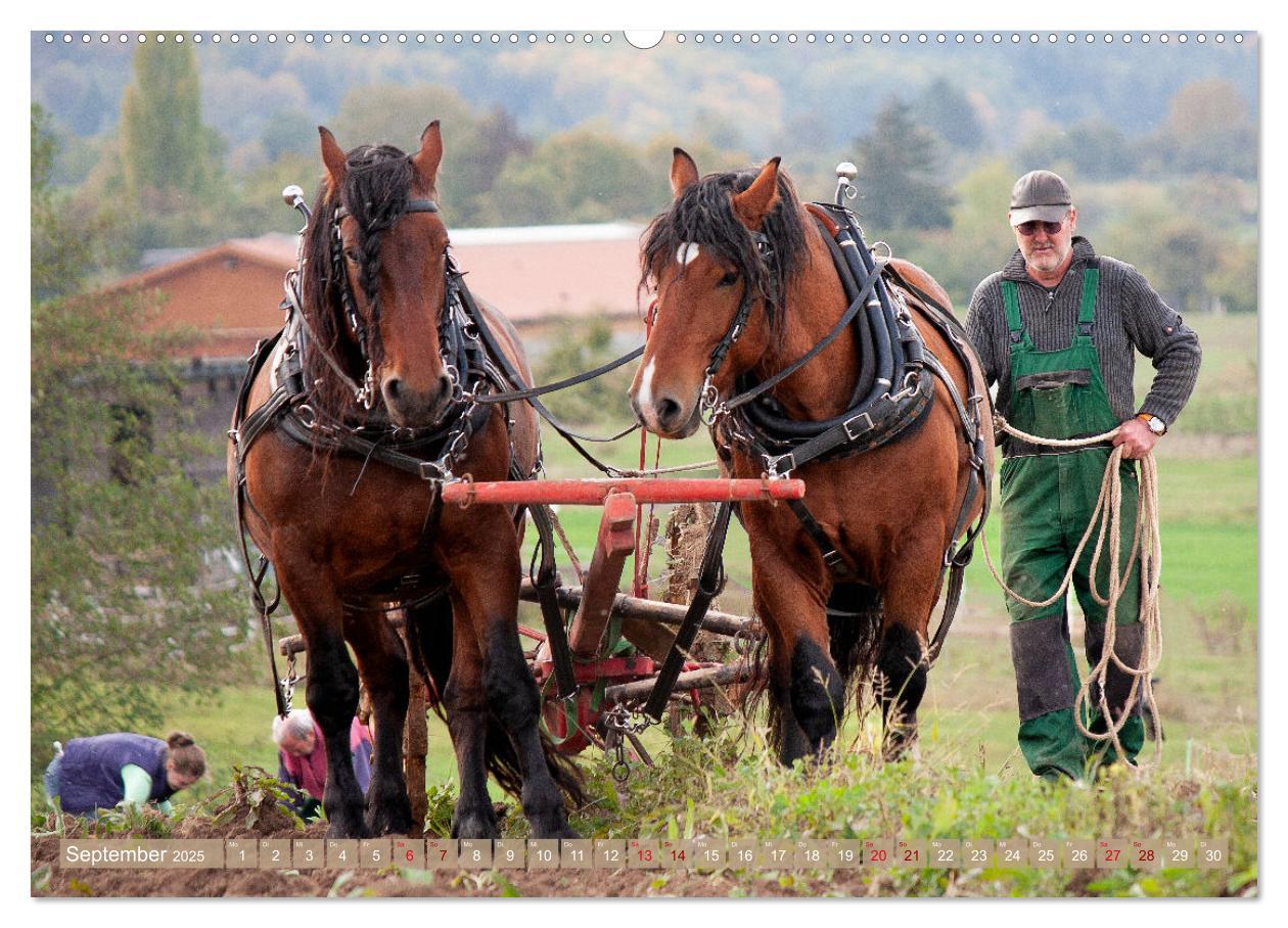 Bild: 9783435095766 | Zugpferde bei der Feldarbeit (Wandkalender 2025 DIN A2 quer),...