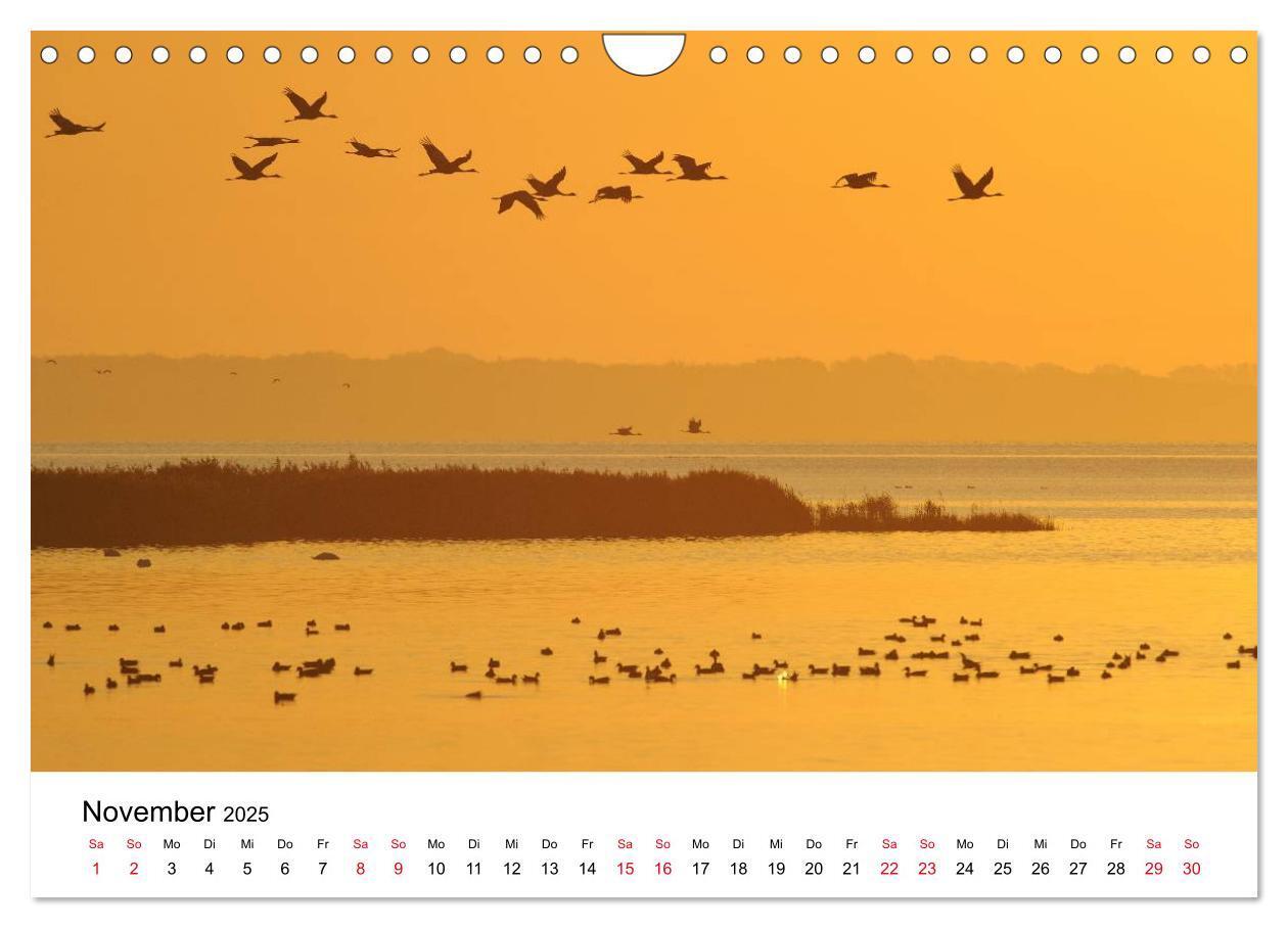 Bild: 9783435612314 | Zug der Kraniche (Wandkalender 2025 DIN A4 quer), CALVENDO...