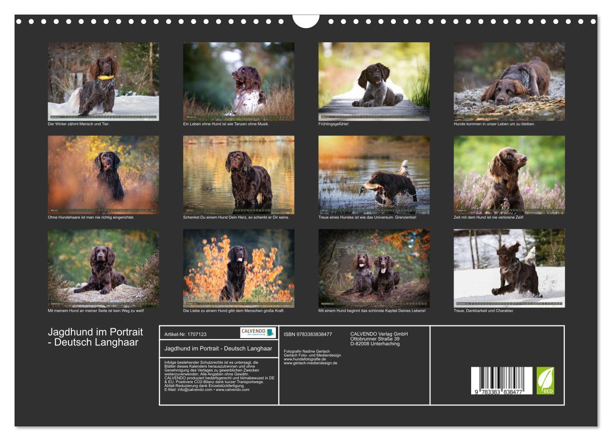 Bild: 9783383838477 | Jagdhund im Portrait - Deutsch Langhaar (Wandkalender 2025 DIN A3...