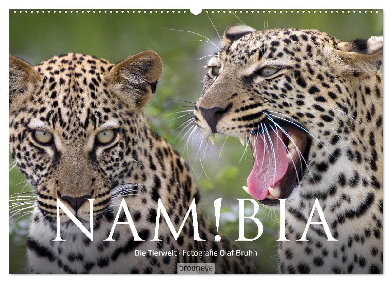 Cover: 9783435715558 | Namibia - Die Tierwelt (Wandkalender 2025 DIN A2 quer), CALVENDO...