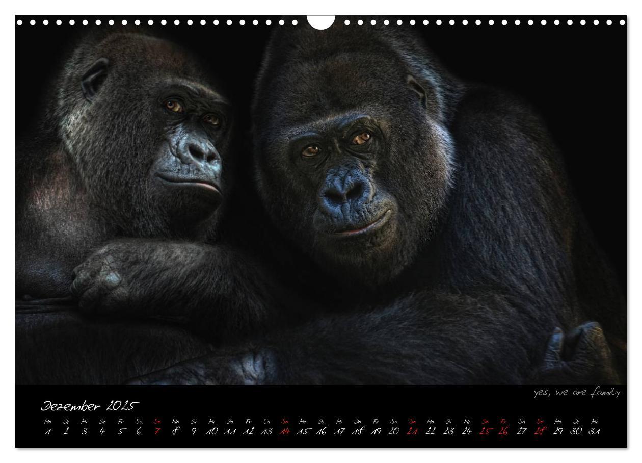 Bild: 9783435744725 | Gorilla (Wandkalender 2025 DIN A3 quer), CALVENDO Monatskalender