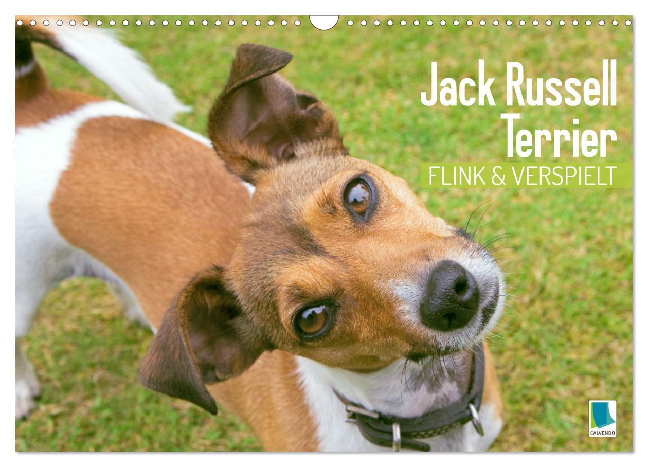 Cover: 9783383715822 | Jack Russell Terrier: flink und verspielt (Wandkalender 2024 DIN A3...