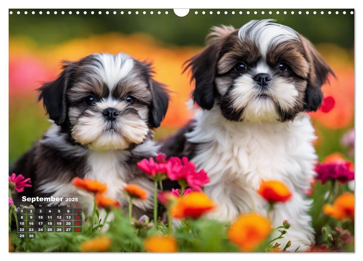 Bild: 9783435646555 | Shih Tzu - der wuschelige Hund aus Tibet (Wandkalender 2025 DIN A3...