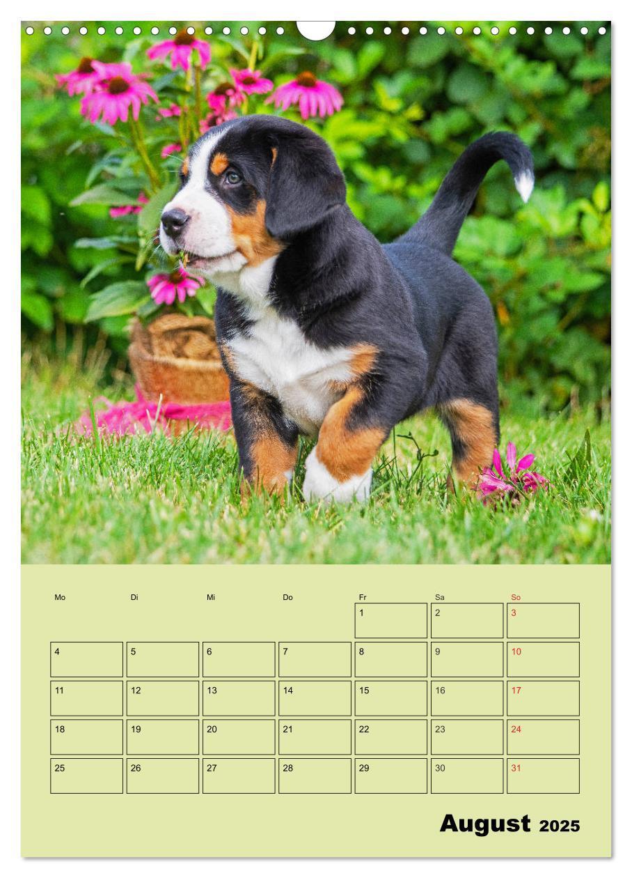 Bild: 9783435960057 | Familienplaner Großer Schweizer Sennenhund (Wandkalender 2025 DIN...