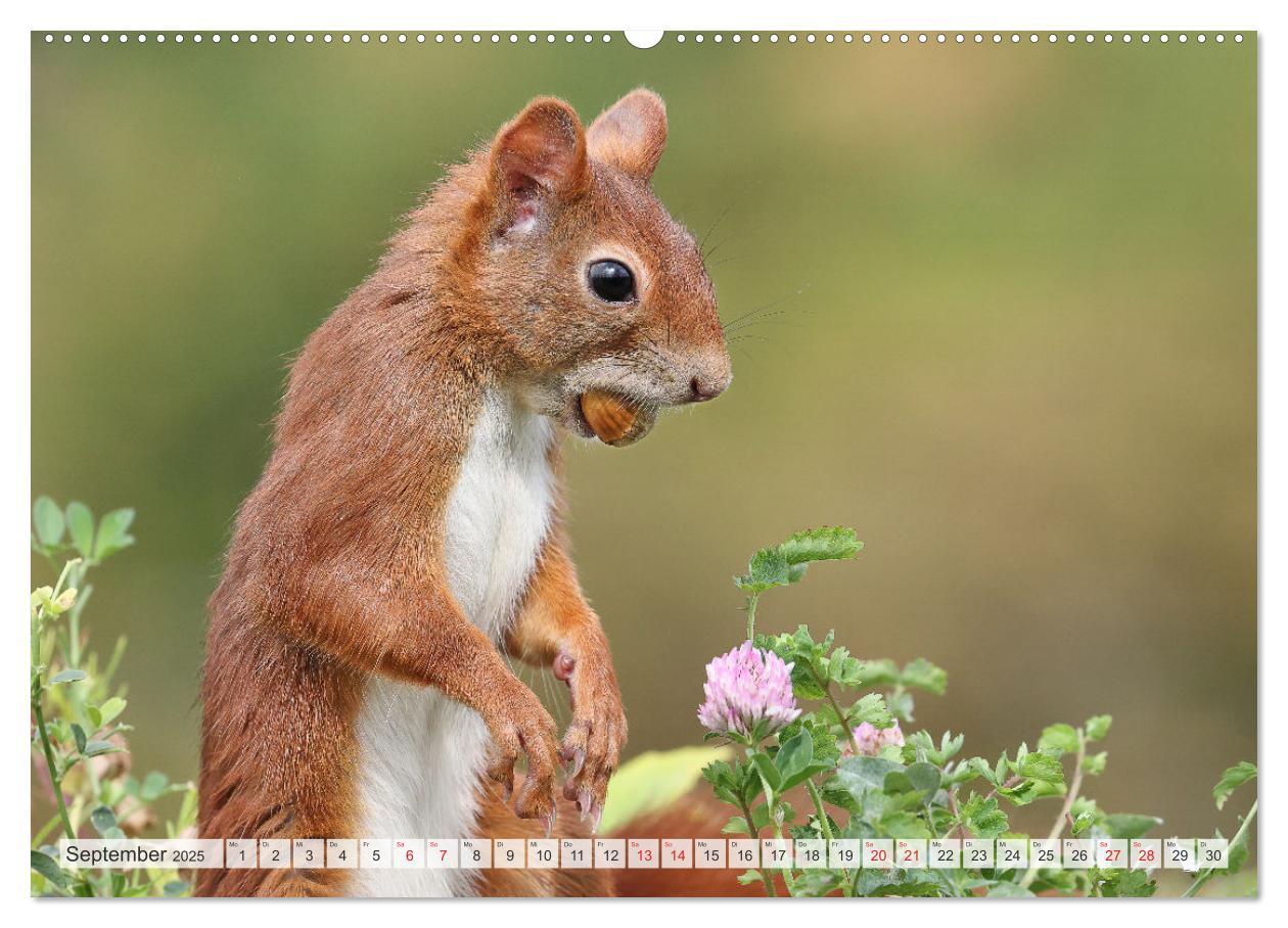 Bild: 9783435566006 | Besondere Augenblicke mit Eichhörnchen (Wandkalender 2025 DIN A2...