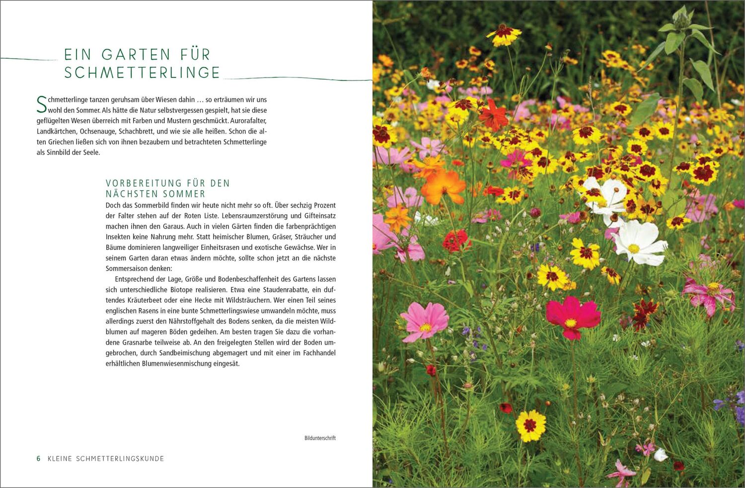 Bild: 9783809442028 | Ein Gartenparadies für Schmetterlinge. Die schönsten Blumen,...