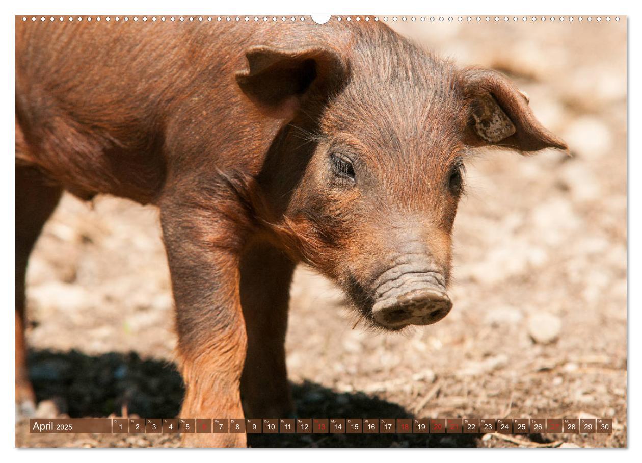 Bild: 9783435195473 | Glückliche Schweine Berkshire-Iberico Ferkel (Wandkalender 2025 DIN...