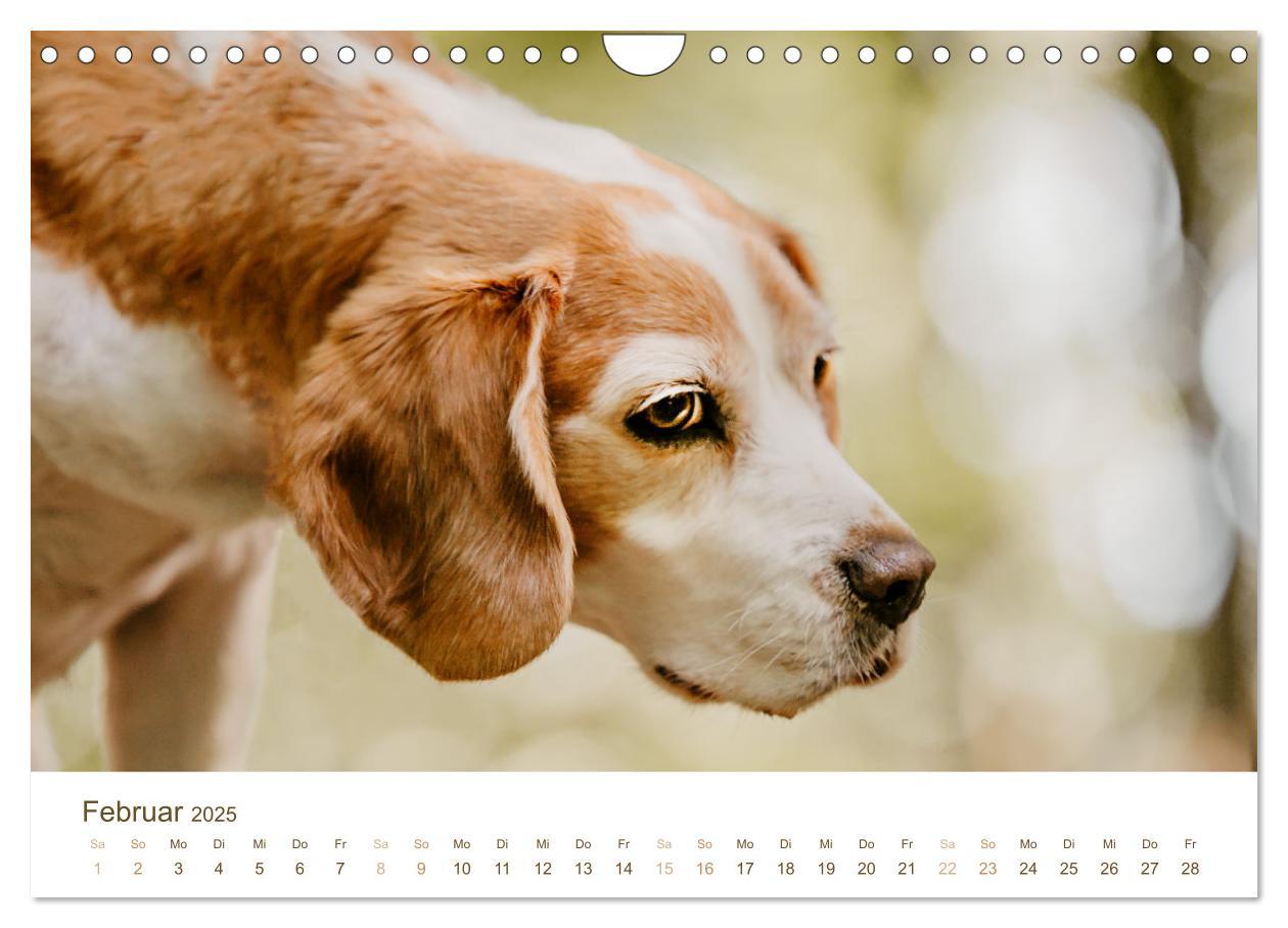 Bild: 9783435018499 | Beagle - Unser treuer Begleiter (Wandkalender 2025 DIN A4 quer),...