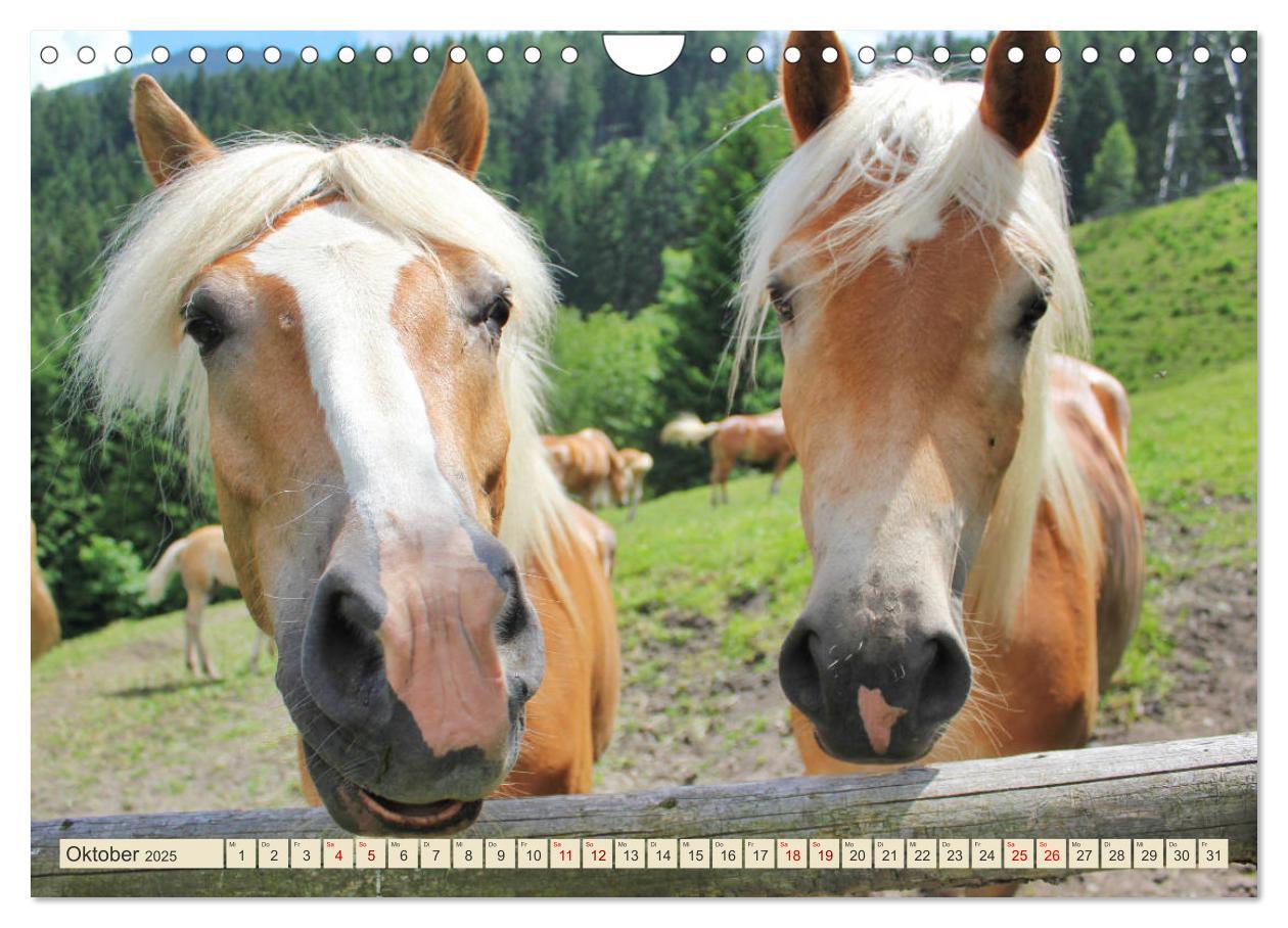 Bild: 9783435422173 | Tiroler Langmähnen (Wandkalender 2025 DIN A4 quer), CALVENDO...