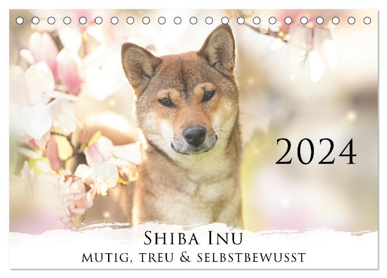 Cover: 9783675574236 | Shiba Inu - mutig, treu, selbstbewusst (Tischkalender 2024 DIN A5...