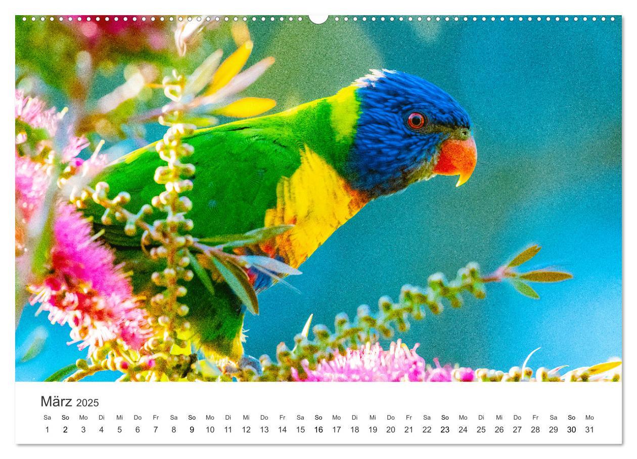 Bild: 9783435040766 | Vogelwelt - Die Könige der Lüfte. (Wandkalender 2025 DIN A2 quer),...