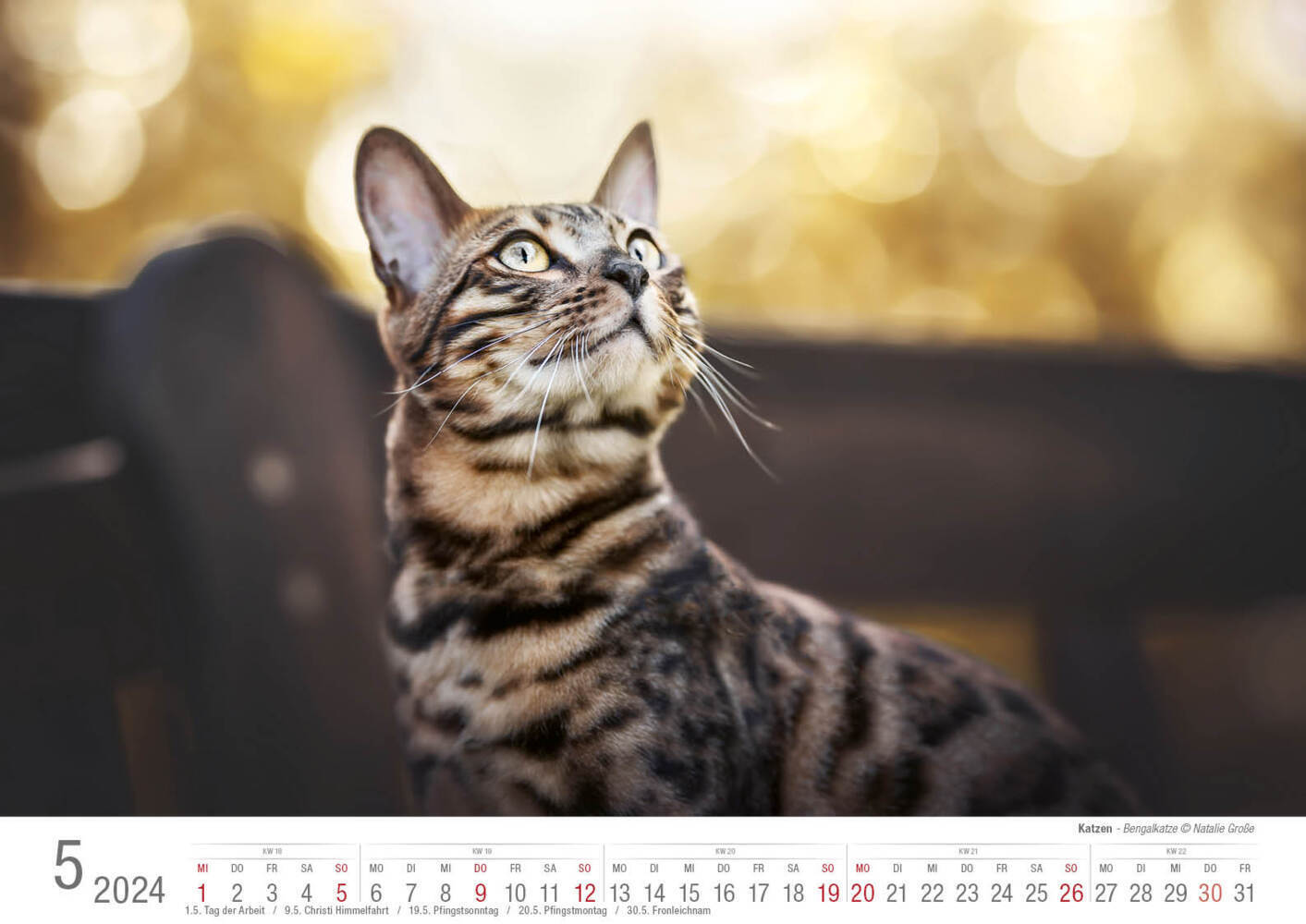 Bild: 9783965352001 | Katzen 2024 Bildkalender A3 quer - Natalie Große | Holger Klaes | 2024