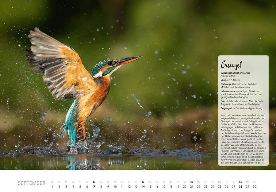 Bild: 9783966648370 | Unsere Gartenvögel Kalender 2025 | Kalender | 14 S. | Deutsch | 2025