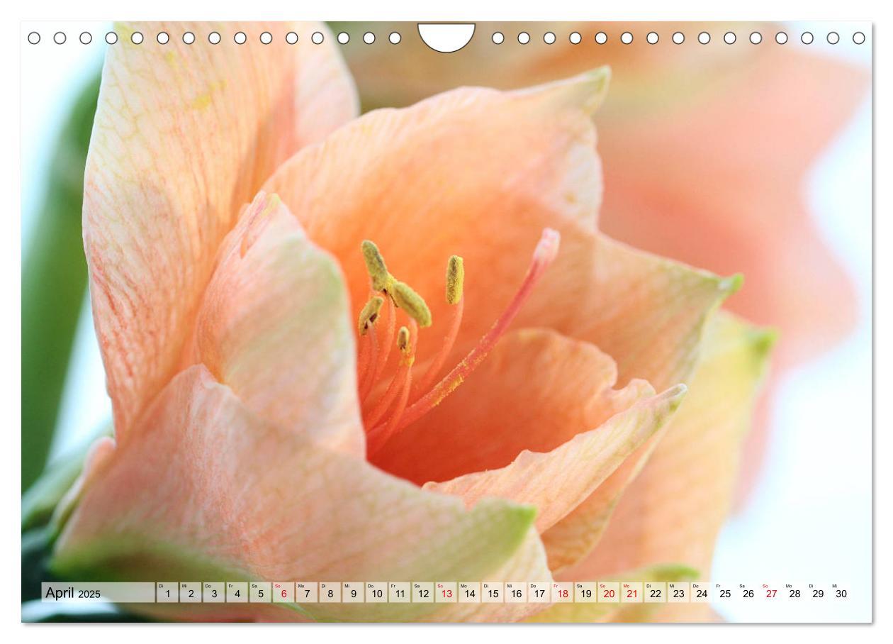 Bild: 9783435382958 | Amaryllis-Blüten (Wandkalender 2025 DIN A4 quer), CALVENDO...