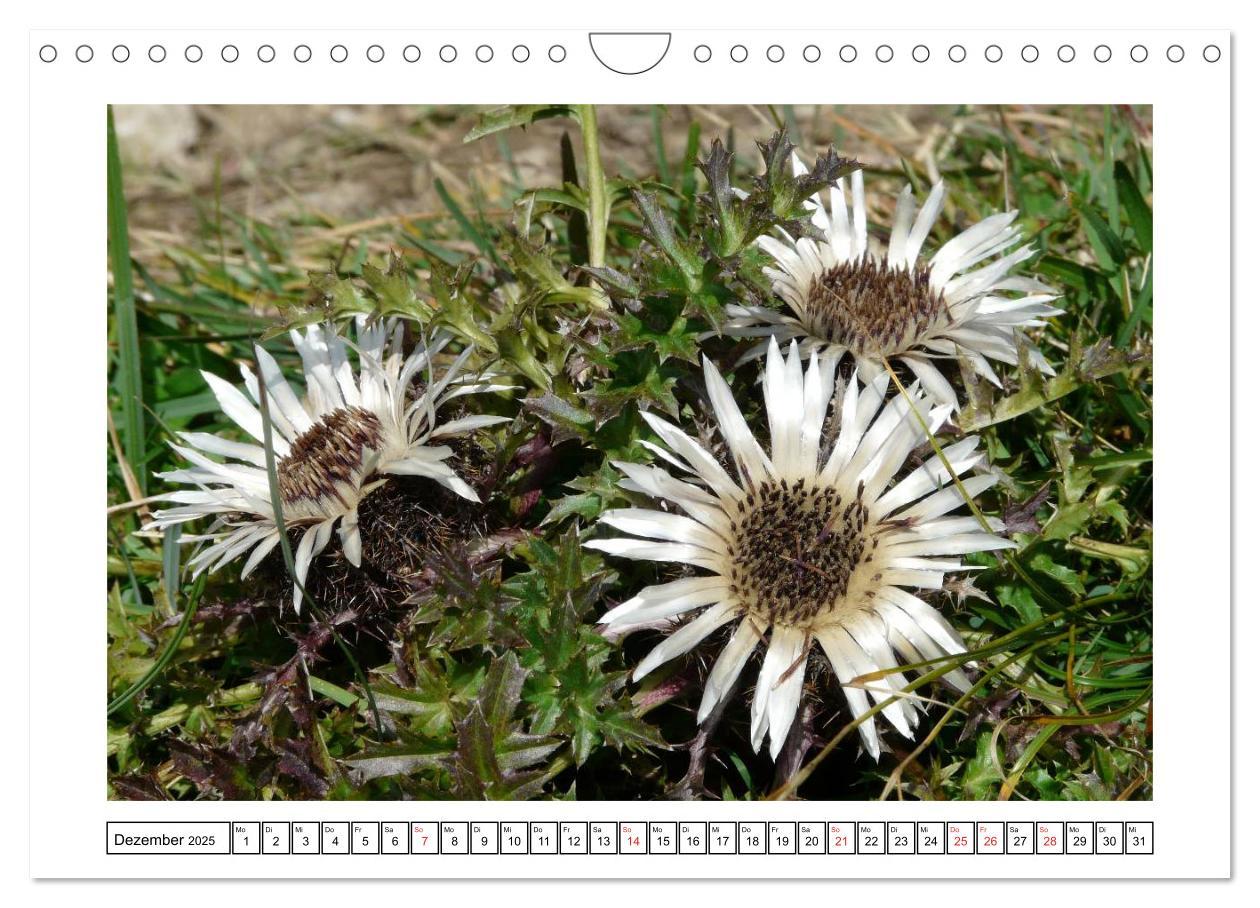 Bild: 9783435599516 | Alpenblumen. Bunte Welt in luftiger Höhe (Wandkalender 2025 DIN A4...