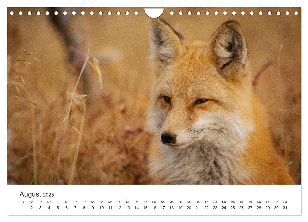 Bild: 9783435068890 | Flinke Füchse (Wandkalender 2025 DIN A4 quer), CALVENDO Monatskalender