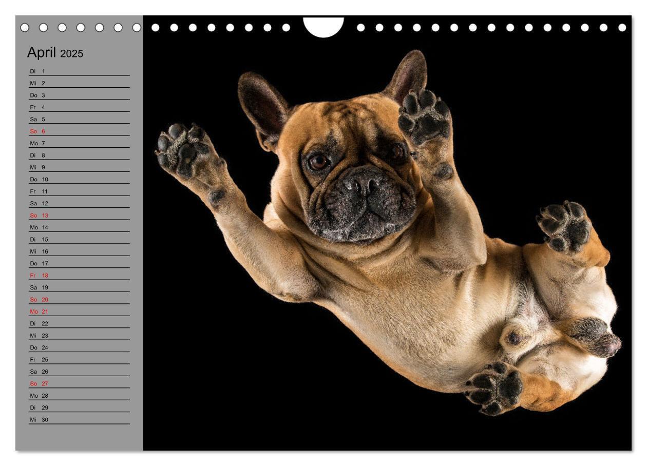 Bild: 9783435031191 | Bullymania - Französische Bulldoggen (Wandkalender 2025 DIN A4...