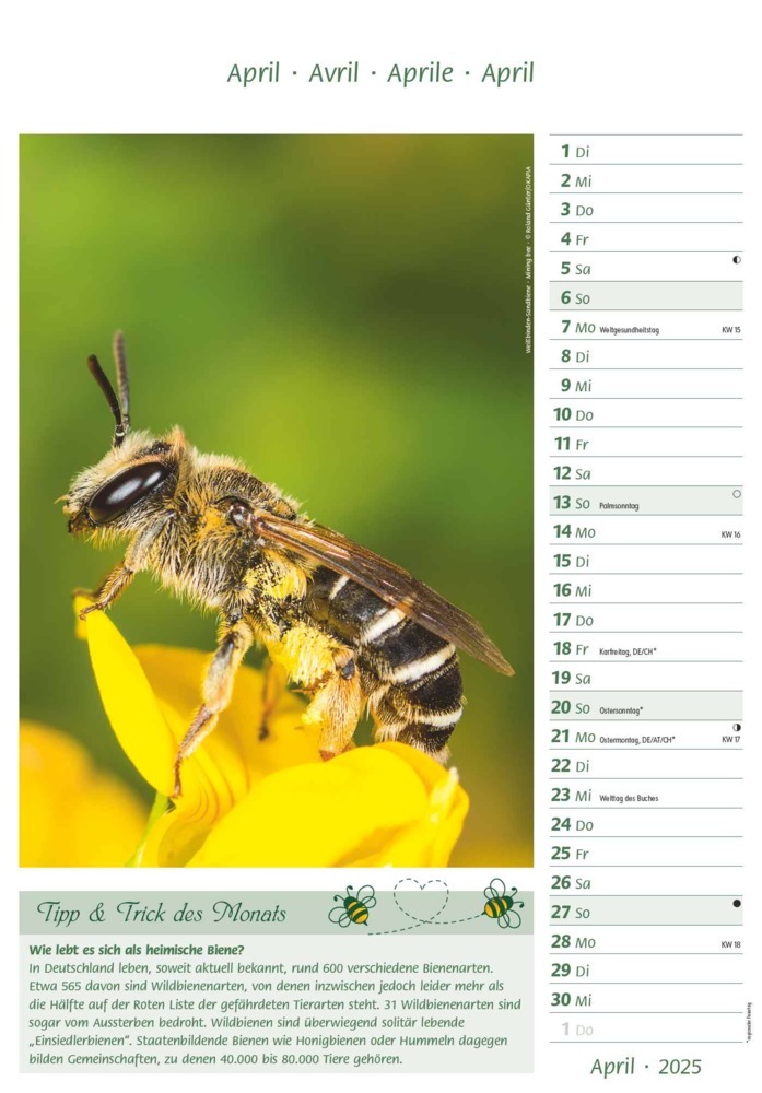 Bild: 4251732344399 | Bienen 2025 23,7x34 | Alpha Edition | Kalender | 28 S. | Deutsch