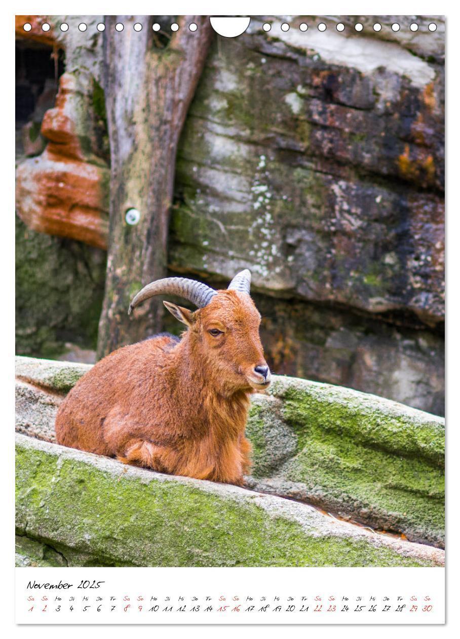 Bild: 9783435968855 | Tierwelten - aus dem ältesten Tiergarten der Welt (Wandkalender...