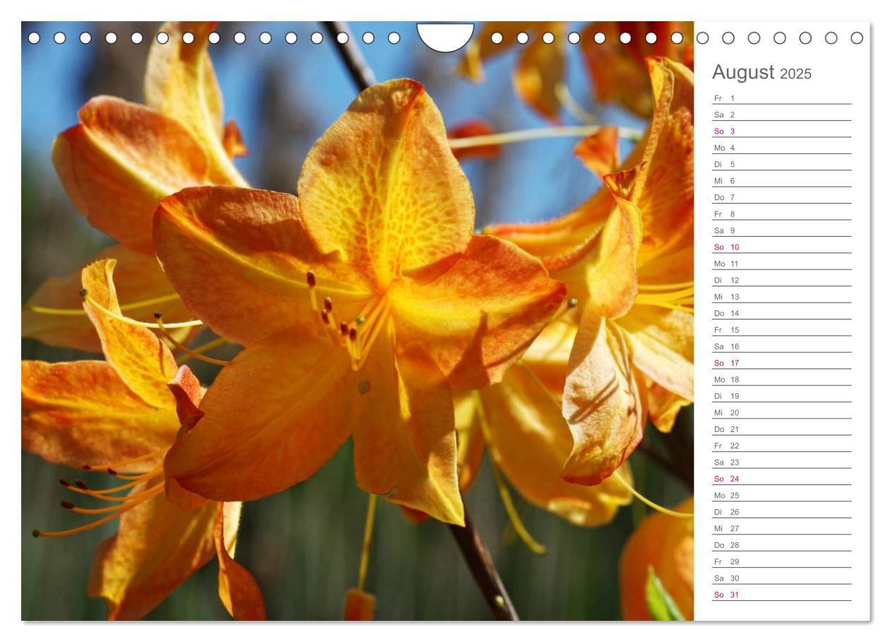 Bild: 9783435492091 | Rhododendron Schönheiten im Garten (Wandkalender 2025 DIN A4 quer),...