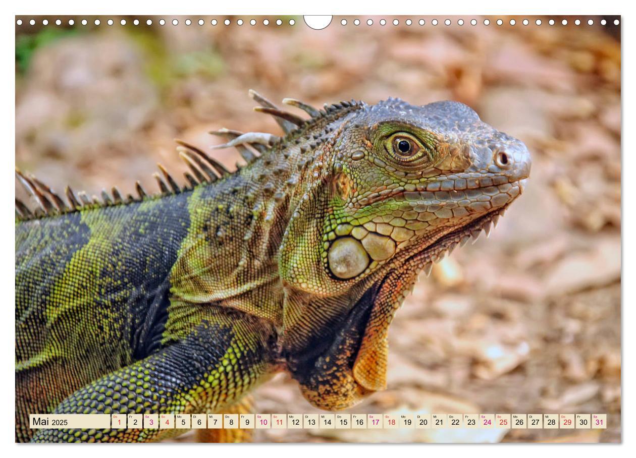 Bild: 9783435335527 | Wunderschöner Leguan (Wandkalender 2025 DIN A3 quer), CALVENDO...