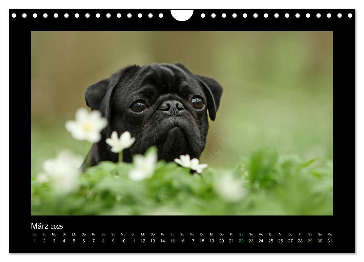 Bild: 9783435645725 | Der Feldfurchen-Mops (Wandkalender 2025 DIN A4 quer), CALVENDO...