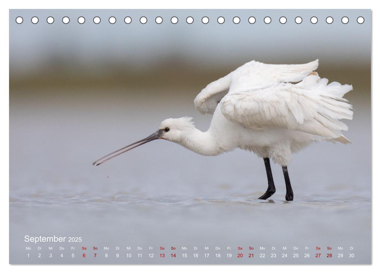 Bild: 9783435081769 | Moments in Nature (Tischkalender 2025 DIN A5 quer), CALVENDO...