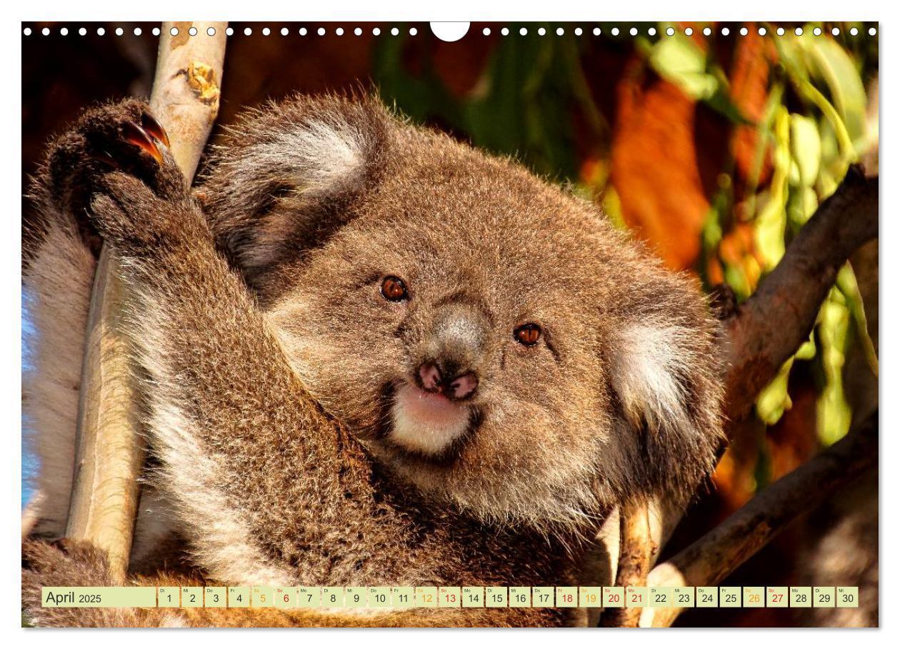 Bild: 9783435588329 | Koala - kleiner Teddy (Wandkalender 2025 DIN A3 quer), CALVENDO...