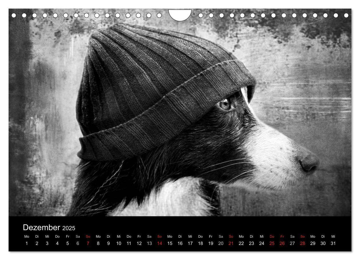 Bild: 9783435781522 | Hütehunde (Wandkalender 2025 DIN A4 quer), CALVENDO Monatskalender