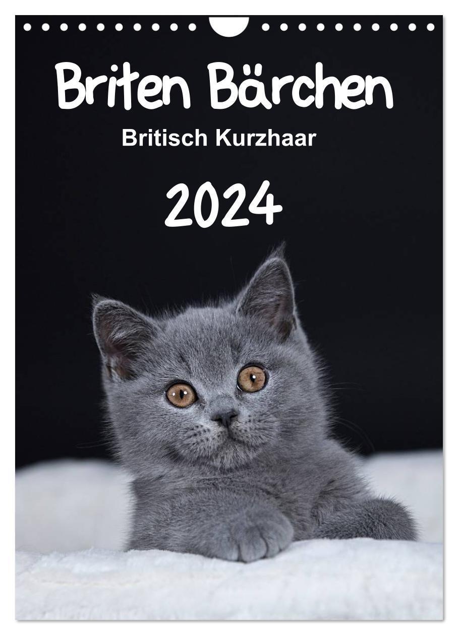 Cover: 9783675902947 | Briten Bärchen ¿ Britisch Kurzhaar 2024 (Wandkalender 2024 DIN A4...