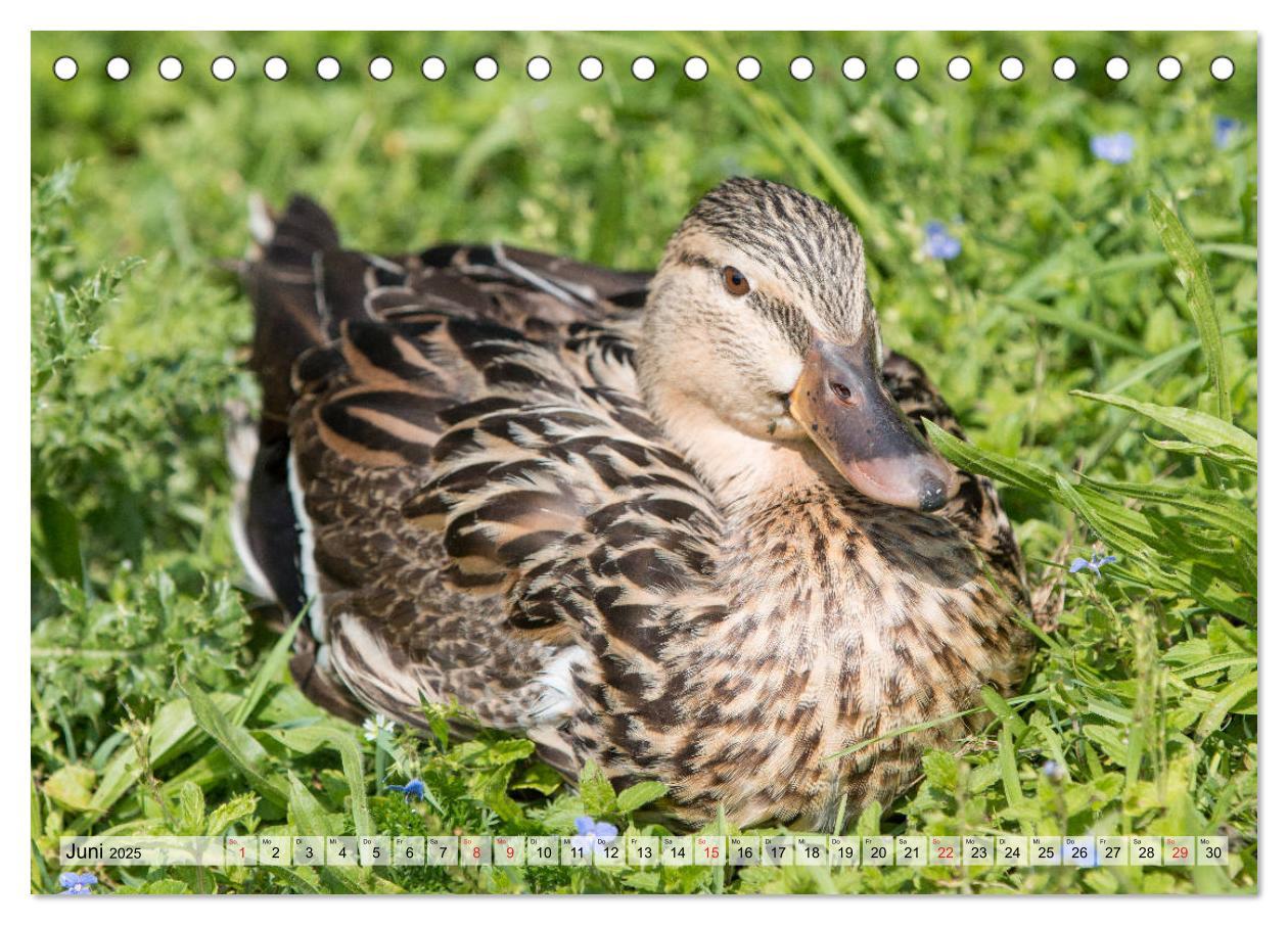 Bild: 9783435115358 | Wunderschöne Stockenten - Europäische Wasservögel (Tischkalender...