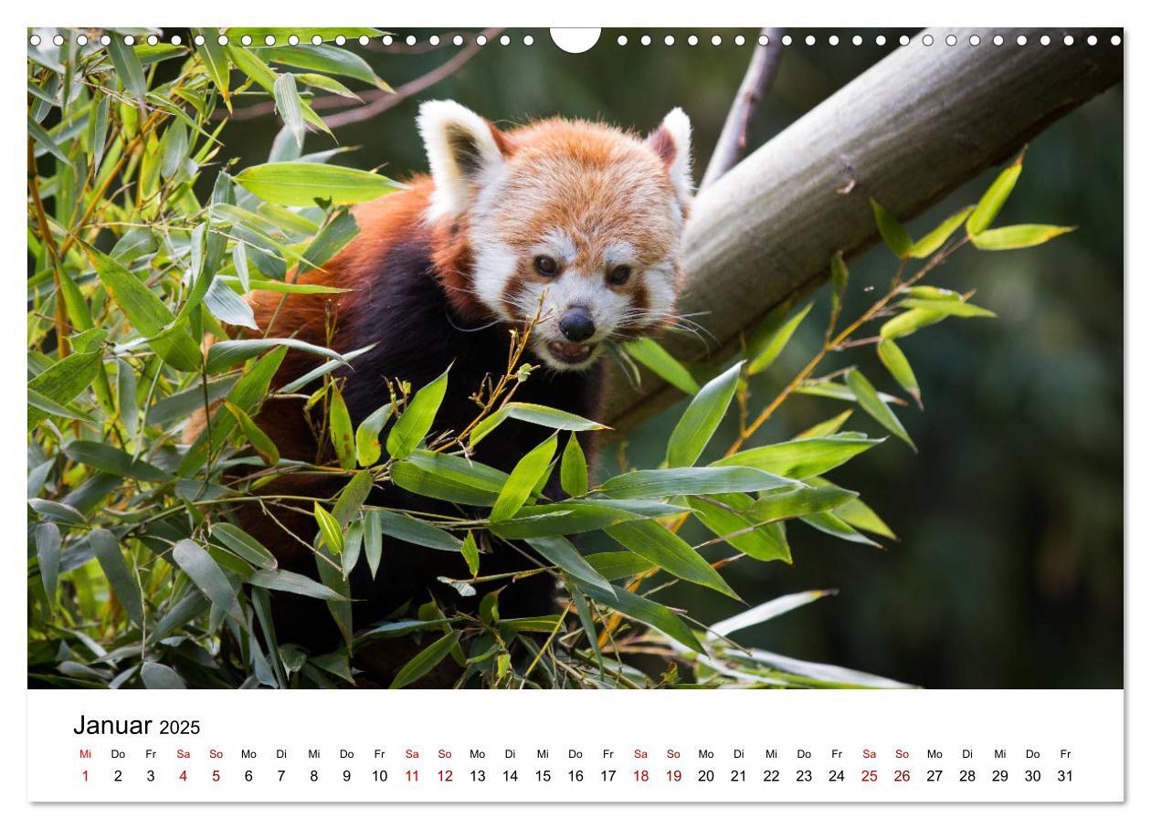 Bild: 9783435330140 | Rote Pandas - geschickte Kletterer (Wandkalender 2025 DIN A3 quer),...